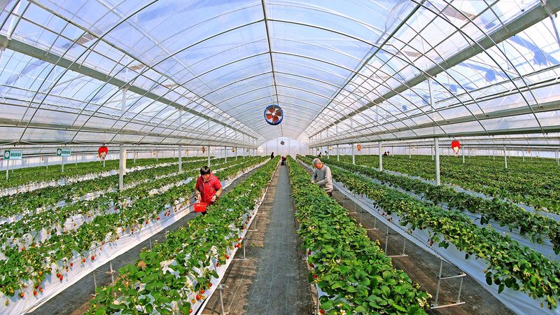 智慧农业种植系统：引领未来农业发展的十大品牌解析