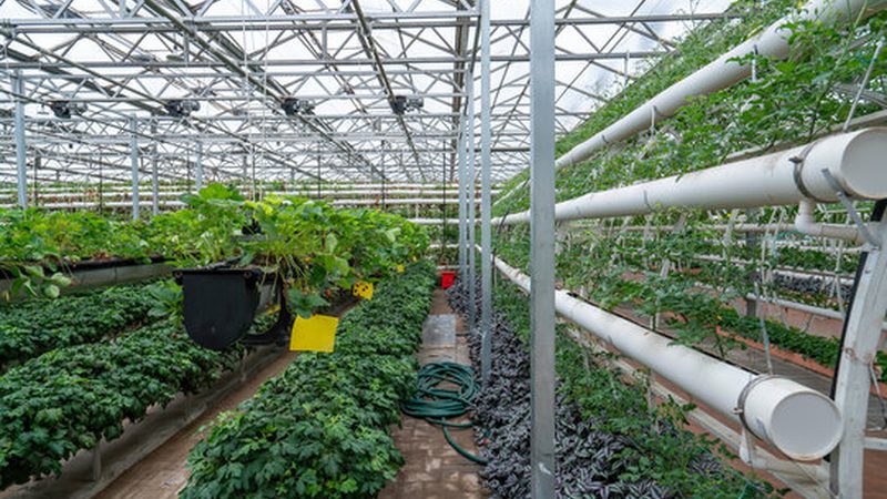 设施农业蔬菜大棚：类型与选择要点
