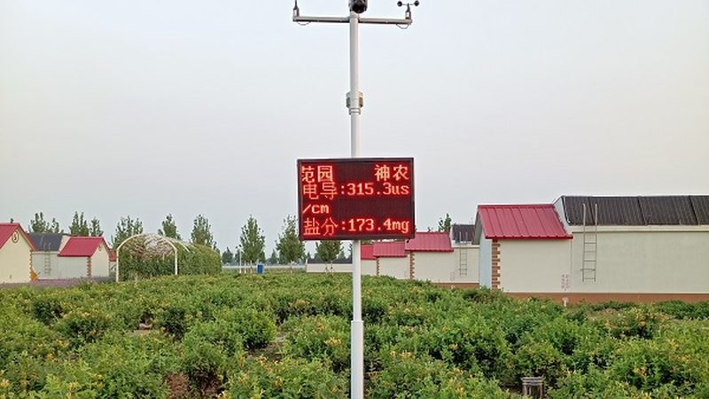 蓝莓苗批发：价格与规格背后的秘密