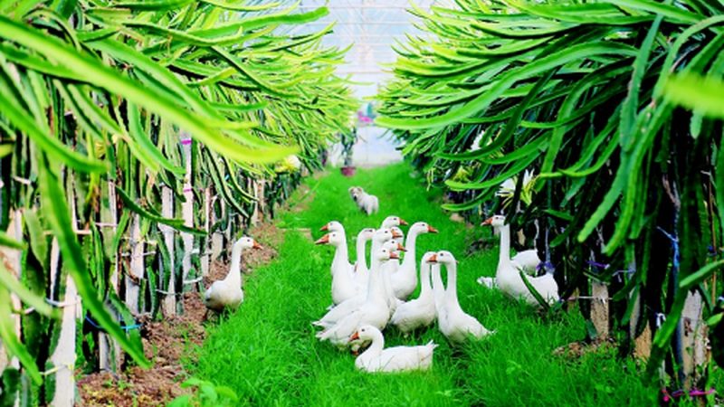 大棚农业种植技术哪家好